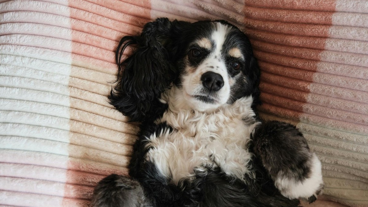    Домашние собаки чувствуют себя в безопасности рядом с человеком — в отличие от волков, которым для выживания необходима постоянная бдительность.