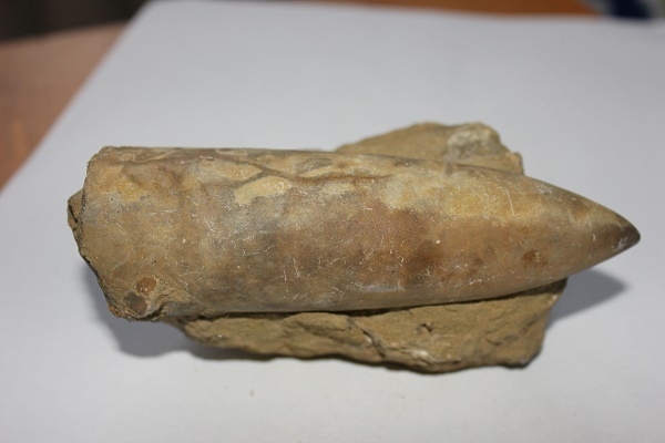 Фотографии Татьяны Немшановой. Белемнит. Чёртов палец. Окаменелый моллюск мезозойского моря. Чёртов яр. Река Ятрия. Западная Сибирь, Приполярный Урал, Зауралье, Тайга Крайнего Севера ХМАО Югра.