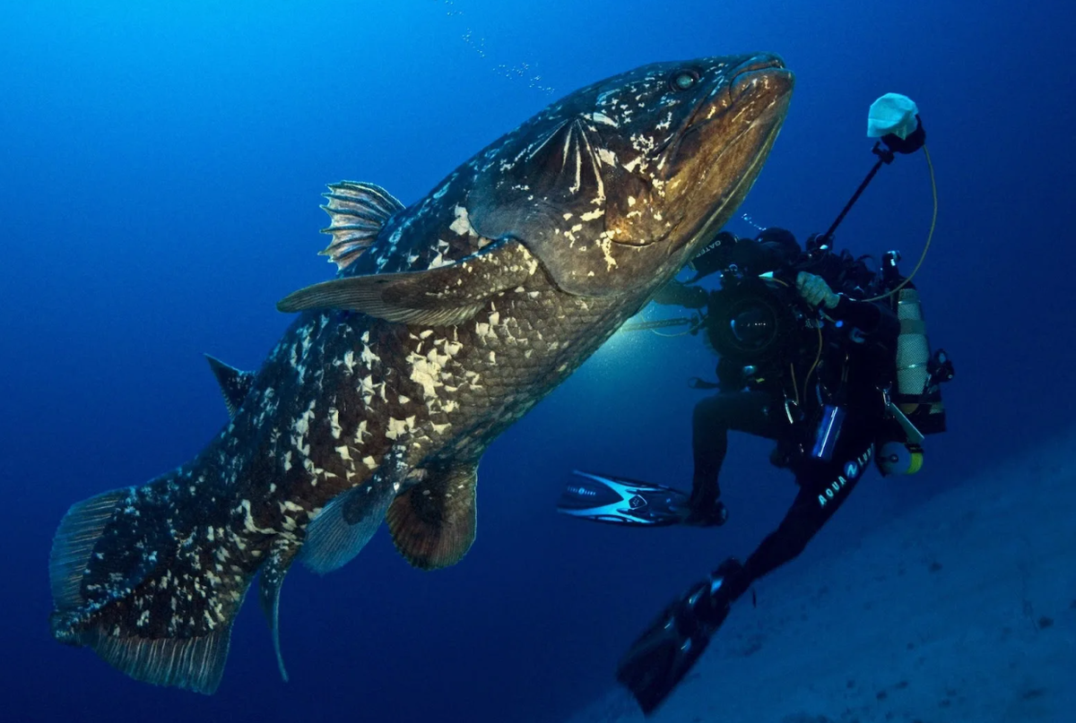 Кистеперая рыба Латимерия