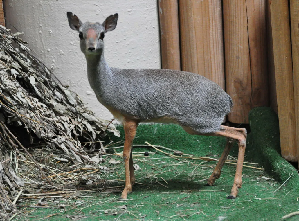 Сомалийский дикдик