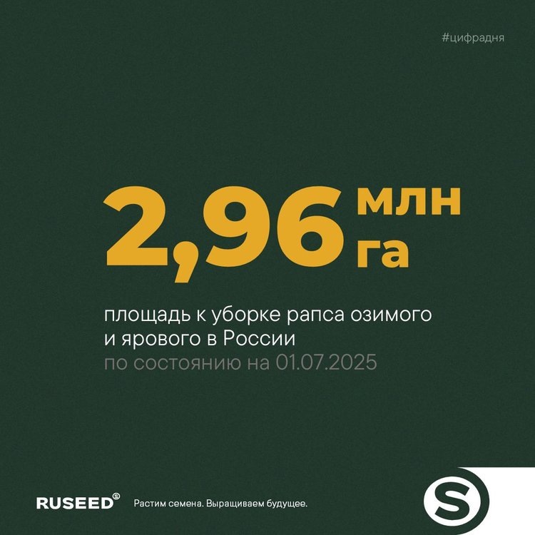     Россия начала сбор урожая рапса: расширение географии возделывания и высокий потенциал урожайности в этом сезоне
