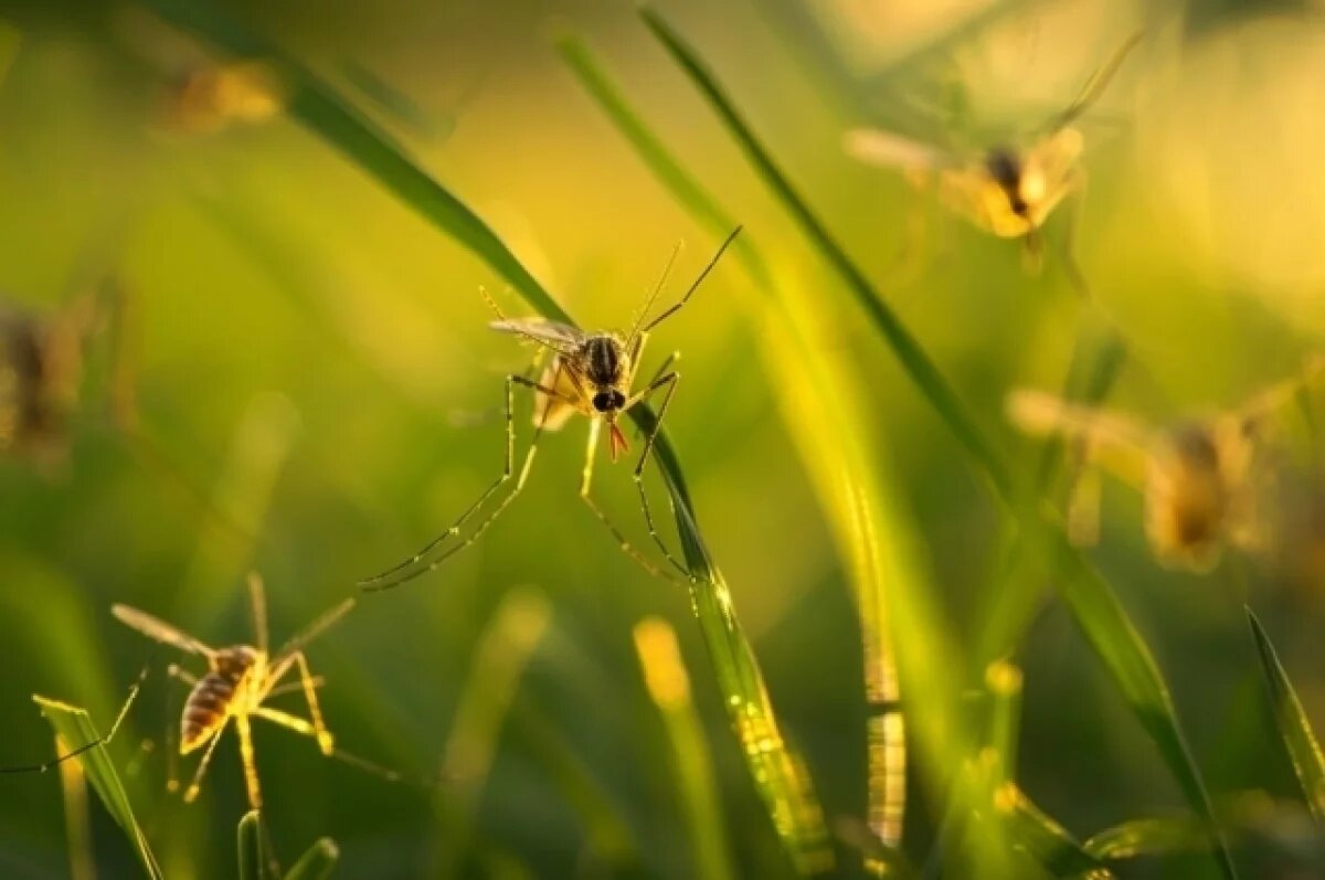    Власти Надымского района обещали провести обработку от комаров в Пангодах