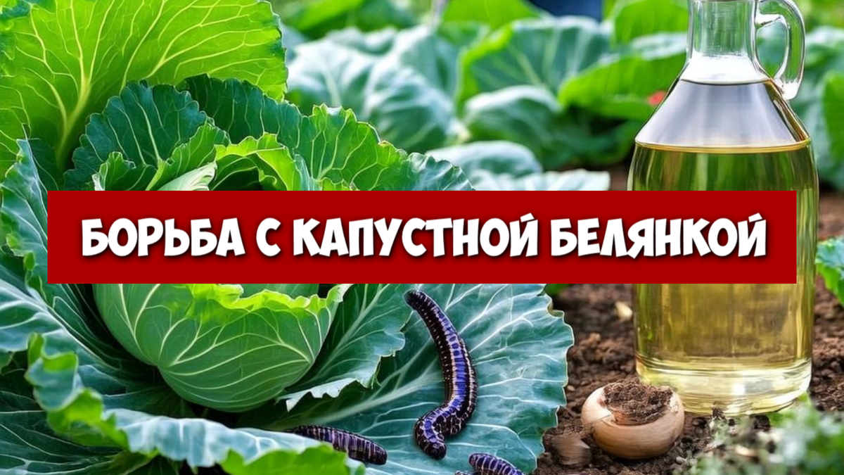 Как уничтожить гусениц капустной совки — проверенные способы защиты урожая