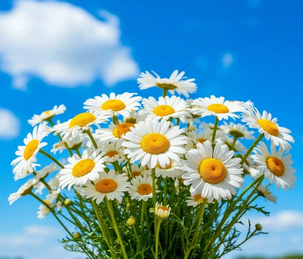    ромашки Газета Колос