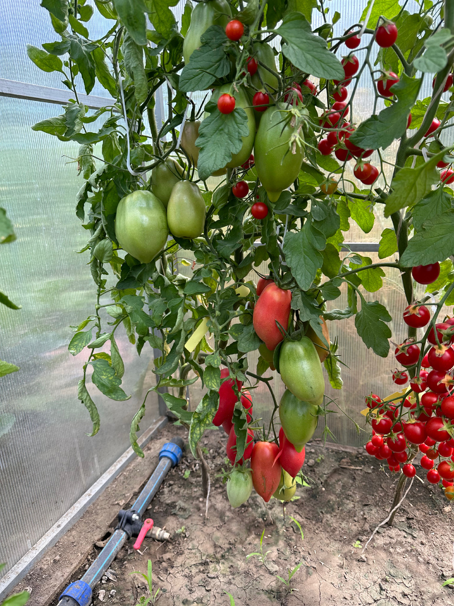 Томат Дьявол Джерси 