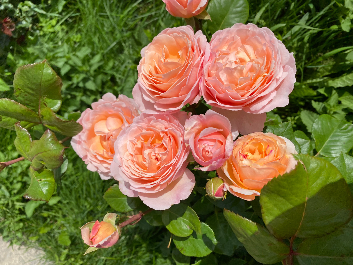 Роза Принцесса Шарлин де Монако, фото автора