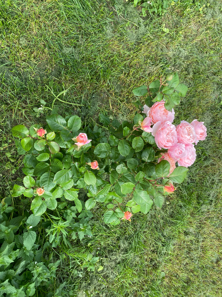 Роза Принцесса Шарлин де Монако, вид сверху для понимания размера куста, фото автора