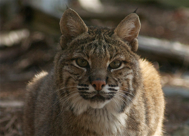 Его взгляд завораживает. Но готовы ли вы встретиться с ним не на экране, а на собственном диване?