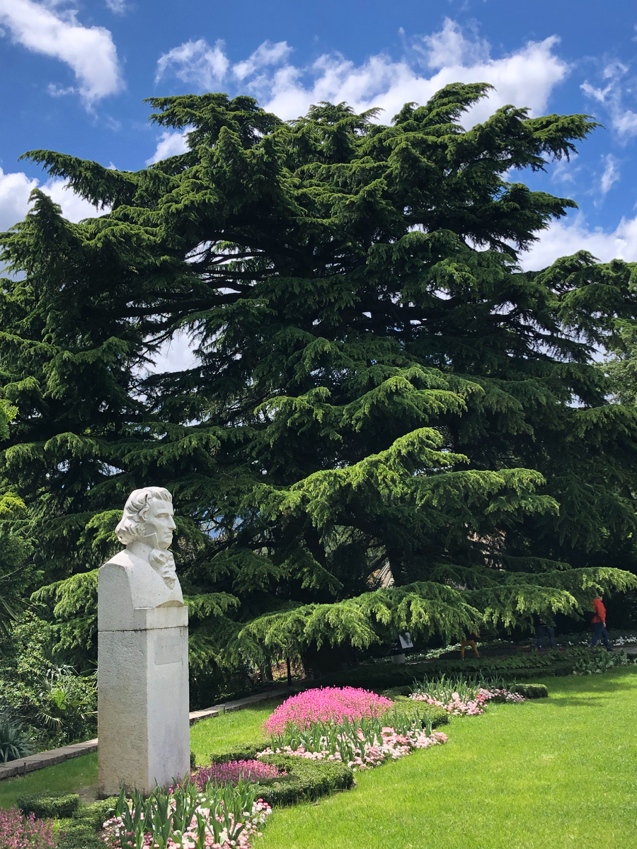 Памятник Х.Х. Стевену (1781 - 1863), основателю Никитского сада. Кедр гималайский (Cedrus deodara). В Никитском ботаническом саду с 1842.