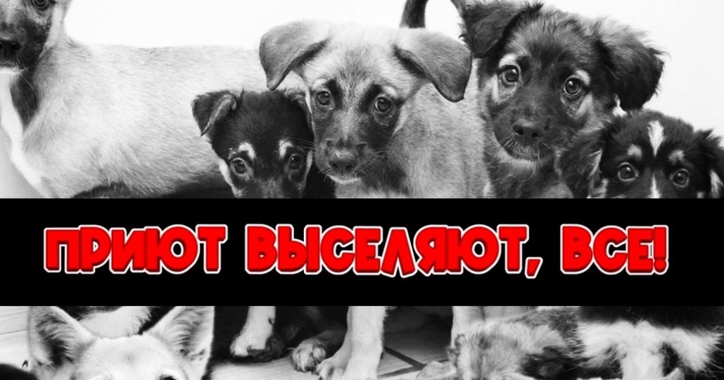 Уже завтра 500 животных с вещами на выход! ВСЕ!
