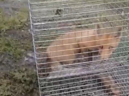 Лисы отправляются в естественную среду обитания