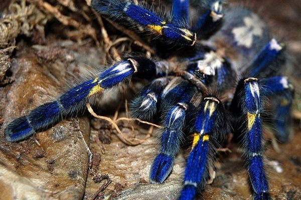 Его красота гипнотизирует. Но под ней скрывается молниеносная скорость и токсичный яд.