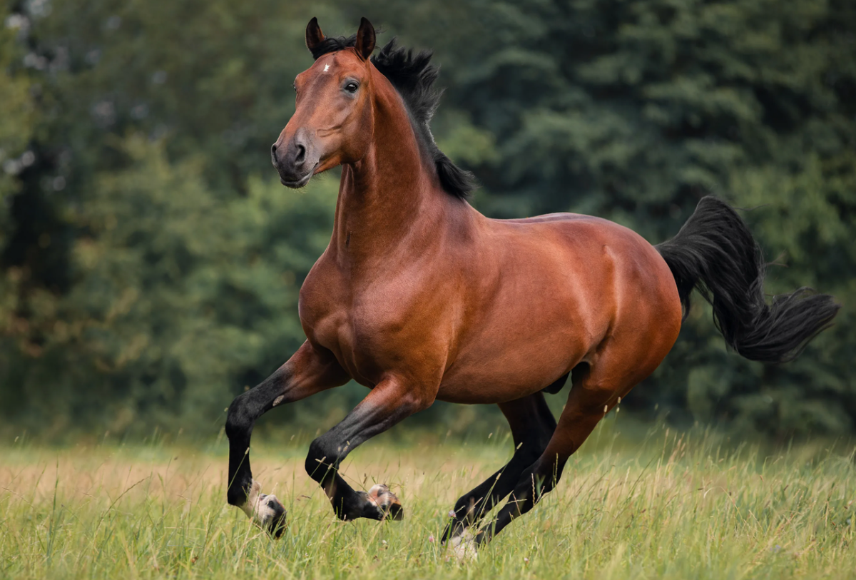 Аргамак лошадь Восточной породы