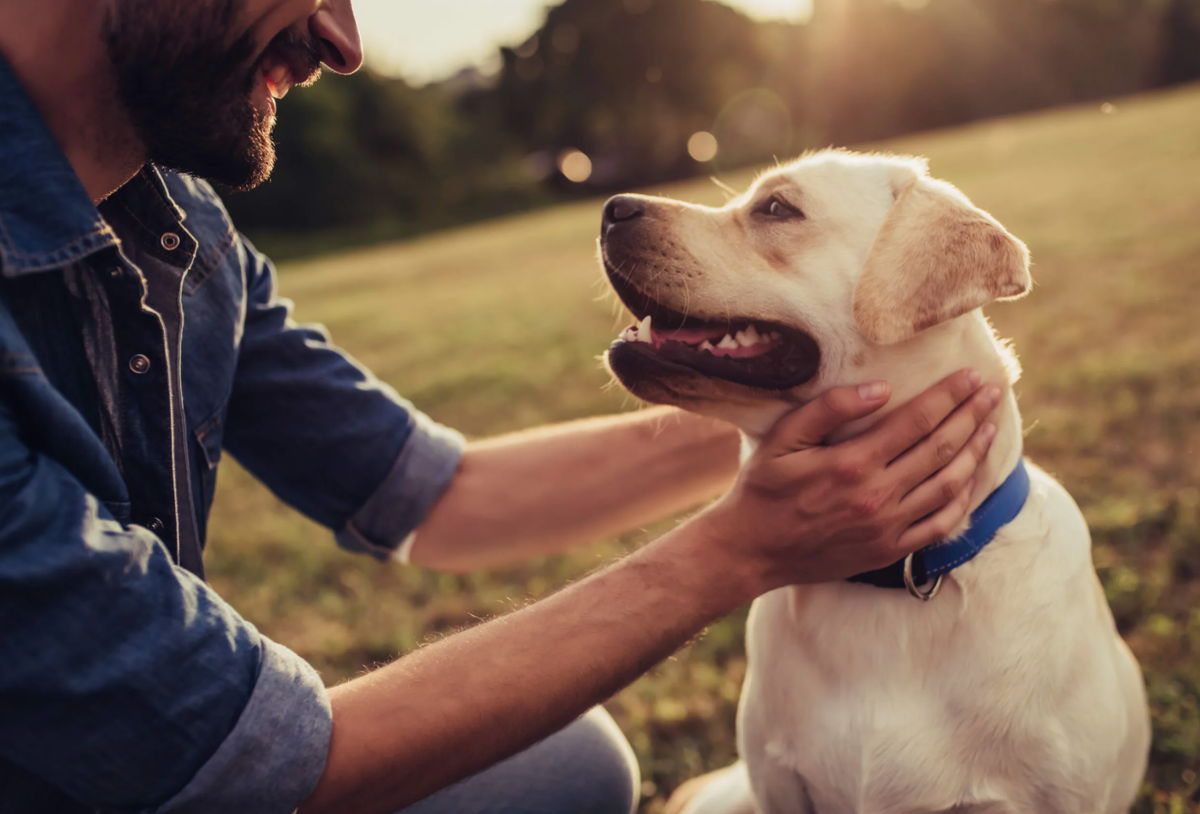 Собака и Человек