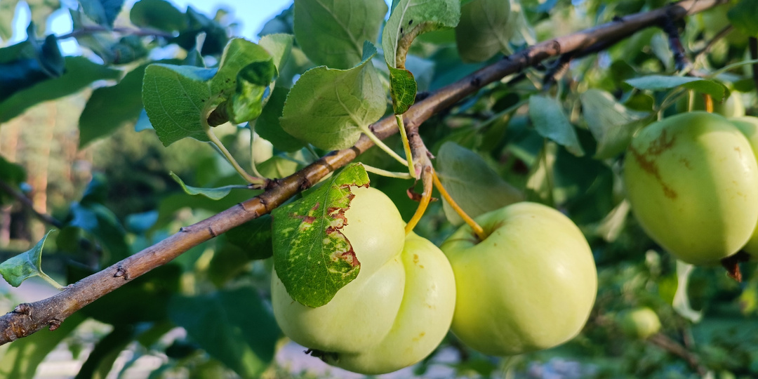 Что положить в посадочную яму? Удобрения под яблоню, грушу, вишню, смородину