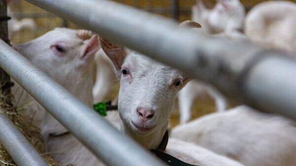    © Sputnik / Максим Богданович