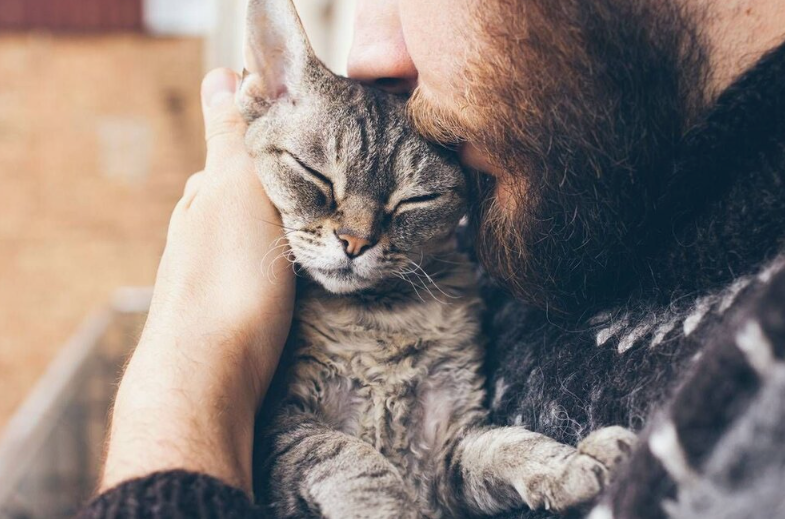 Человек и Кошка