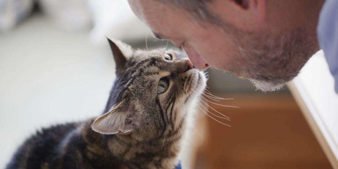 10 признаков, что Ваша Кошка Вас Действительно Любит