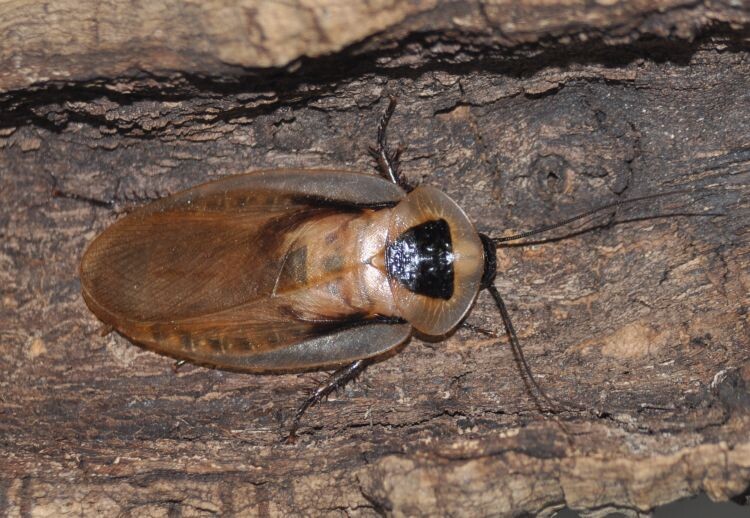 Да, это таракан. И да, он может быть домашним питомцем. Готовы сломать свои стереотипы?