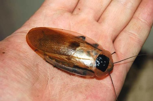 Присмотритесь: это не просто насекомое, а обладатель уникального природного "арта" на спине.