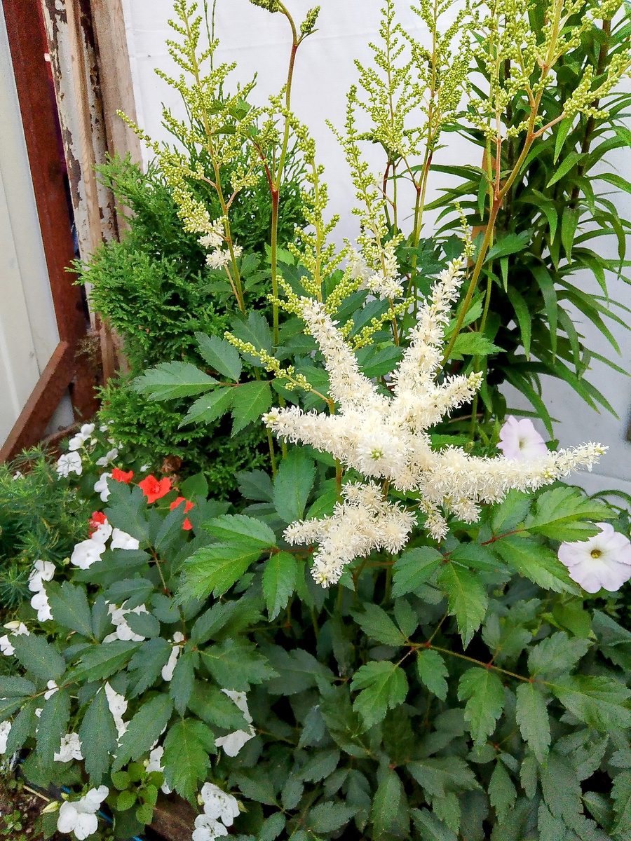 Астильба начинает цвести 