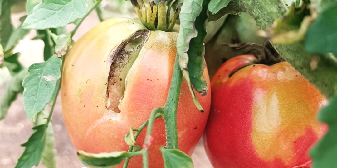Почему трескаются томаты в июле и как этого избежать
