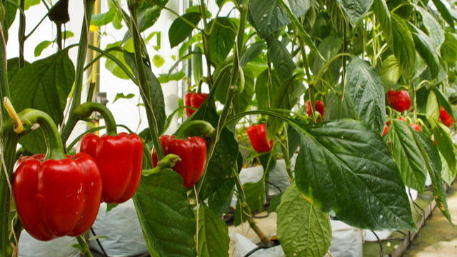 Результат правильной подкормки перцев