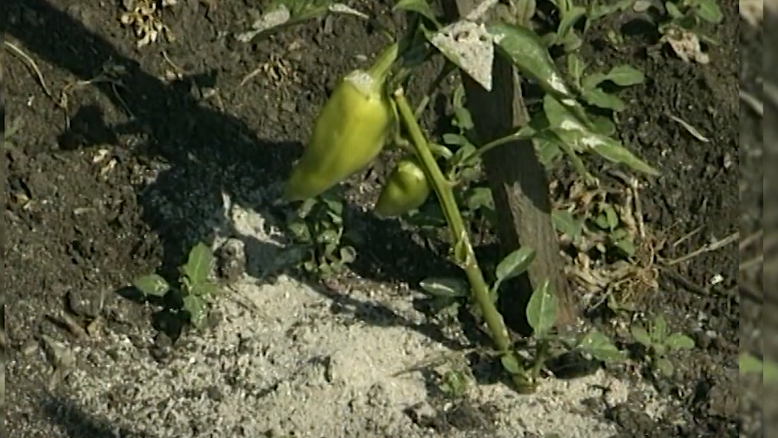 Типичная ошибка - сухое внесение золы снижает эффективность в два раза