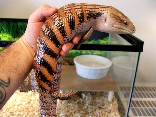 Знакомьтесь: живая сосиска на коротких ножках с походкой маленького динозавра и характером кошки.