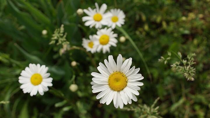  Фото: Анатолий Цымбалюк / Вечерняя Москва