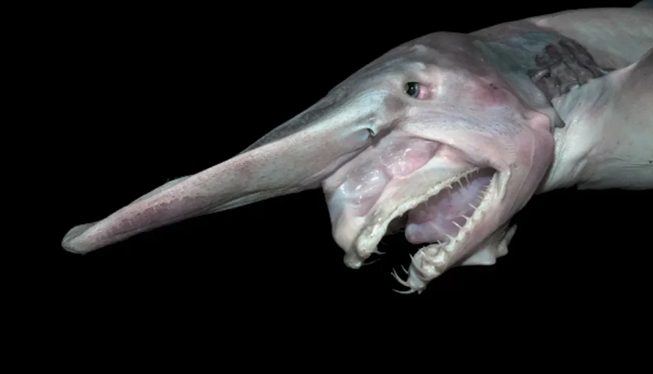 10 Животных, которых Вы точно Не Знали — а зря!