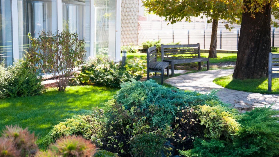 Думал раньше, что вредные деревья - обычные страшилки для новичков.