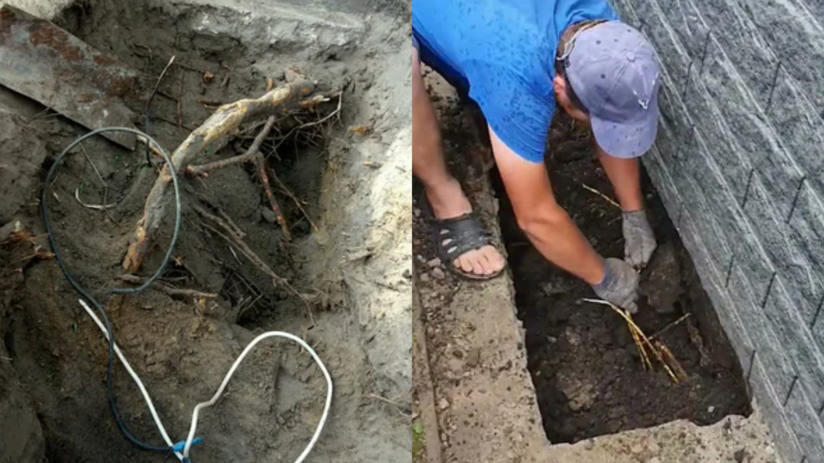 Результат роста корней 