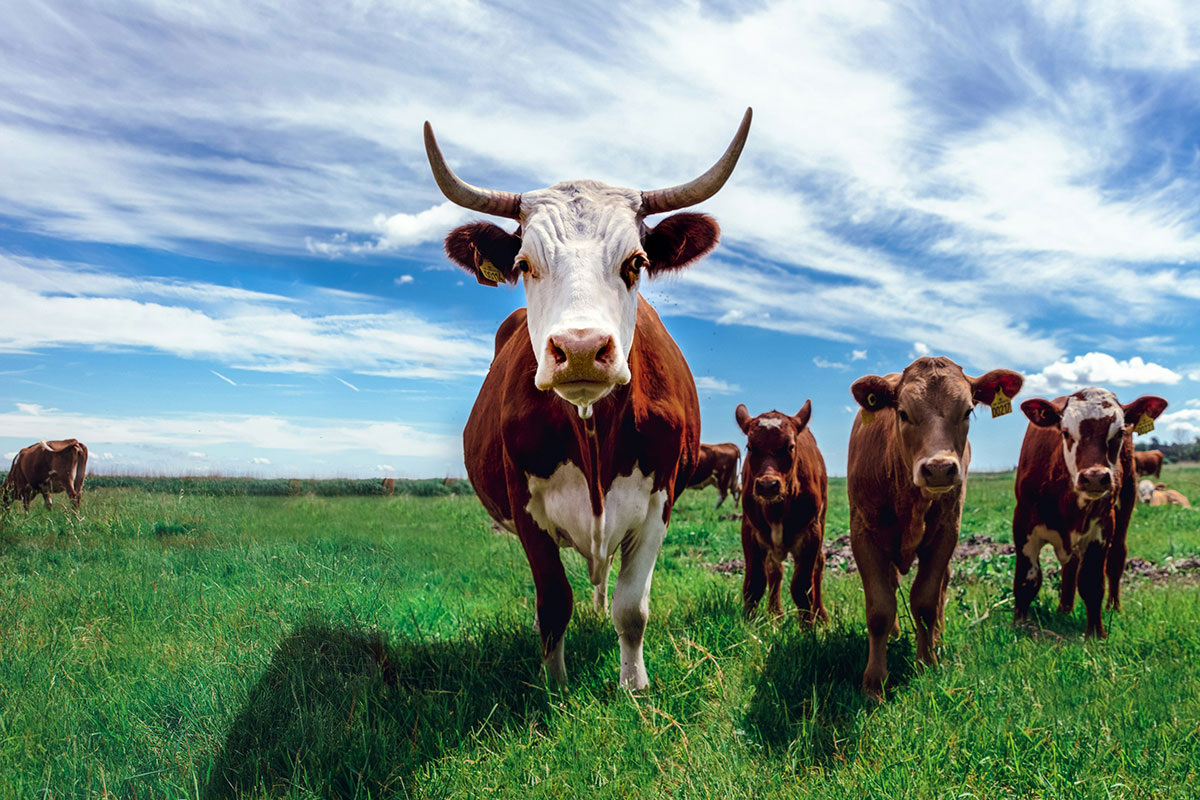    Фото: Jonas Koel / Unsplash.com