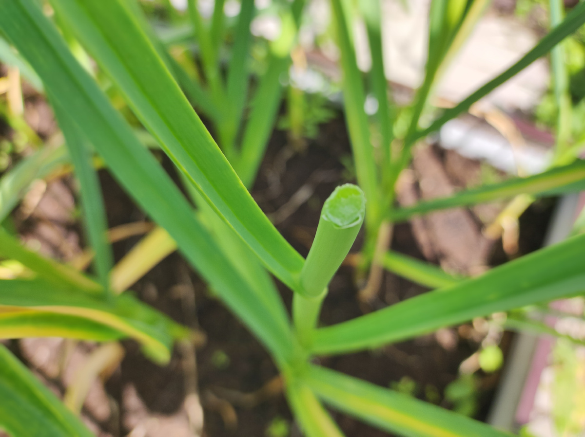 Фото автора, чеснок после удаления стрелок, начало июля 2025 года