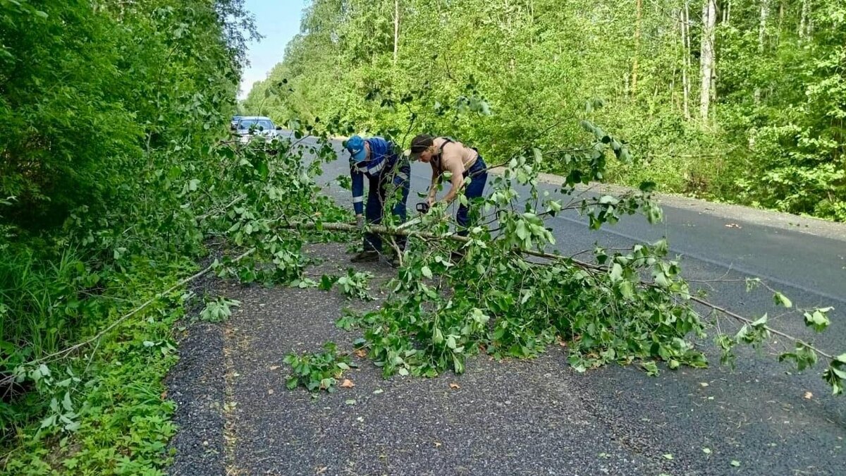    Из архива/ Фото: пресс-служба комитета по благоустройству Санкт-Петербурга