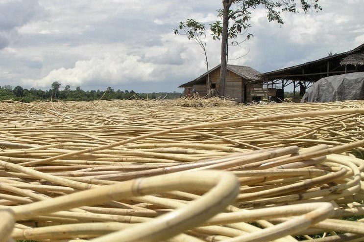 Лианы ротанговой пальмы готовые к плетению