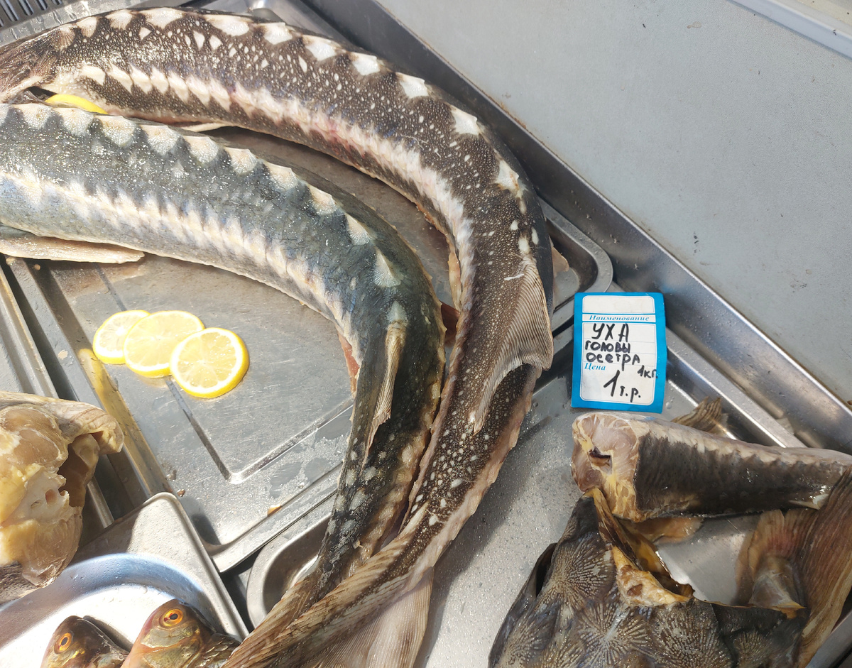 Осетрина на Кубани