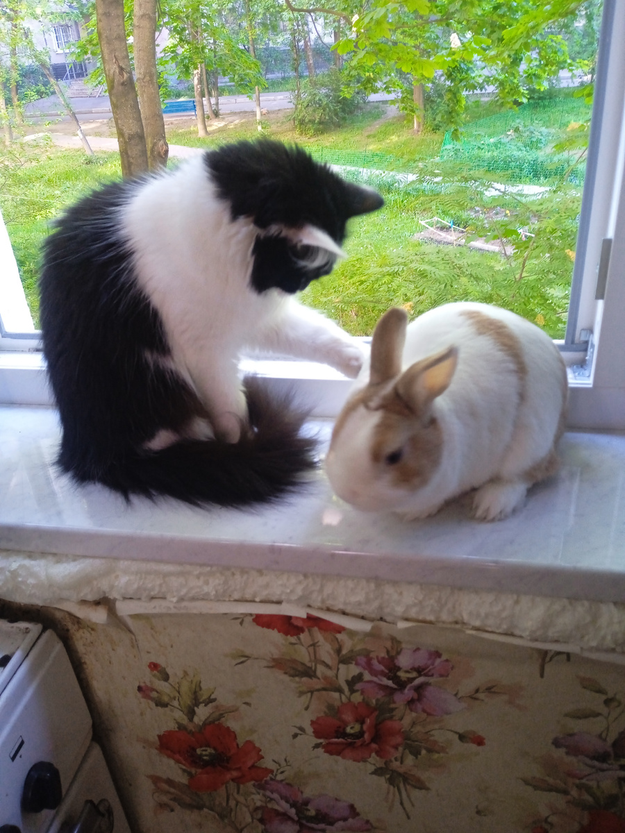 Выплатила ипотеку, поменяла окно. Сидят Кроха и Блинчик. Кроха вошла в состояние моя добыча!!! 