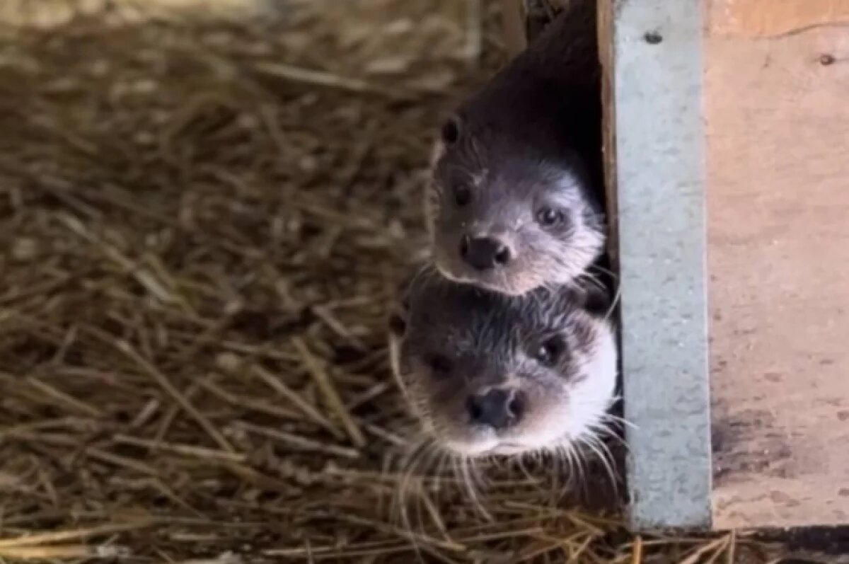    Шнур и Матильда уже четыре года живут вместе