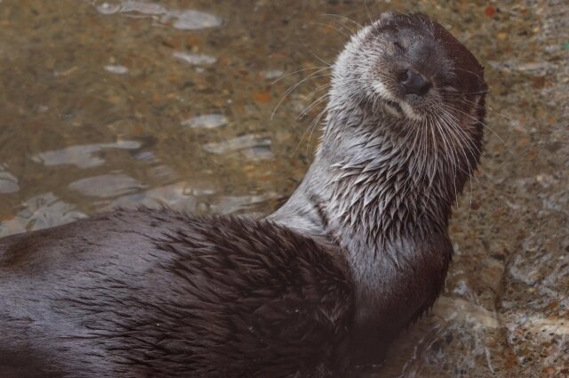    Матильда обладет неуёмной жизненной энергией Фото: Пермский зоопарк