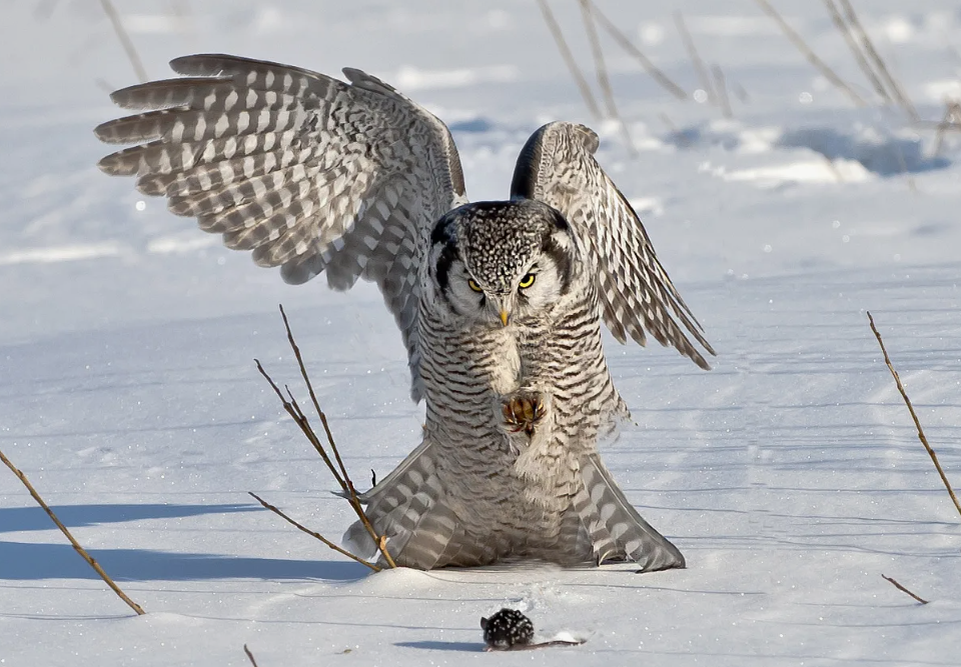 Сова на охоте