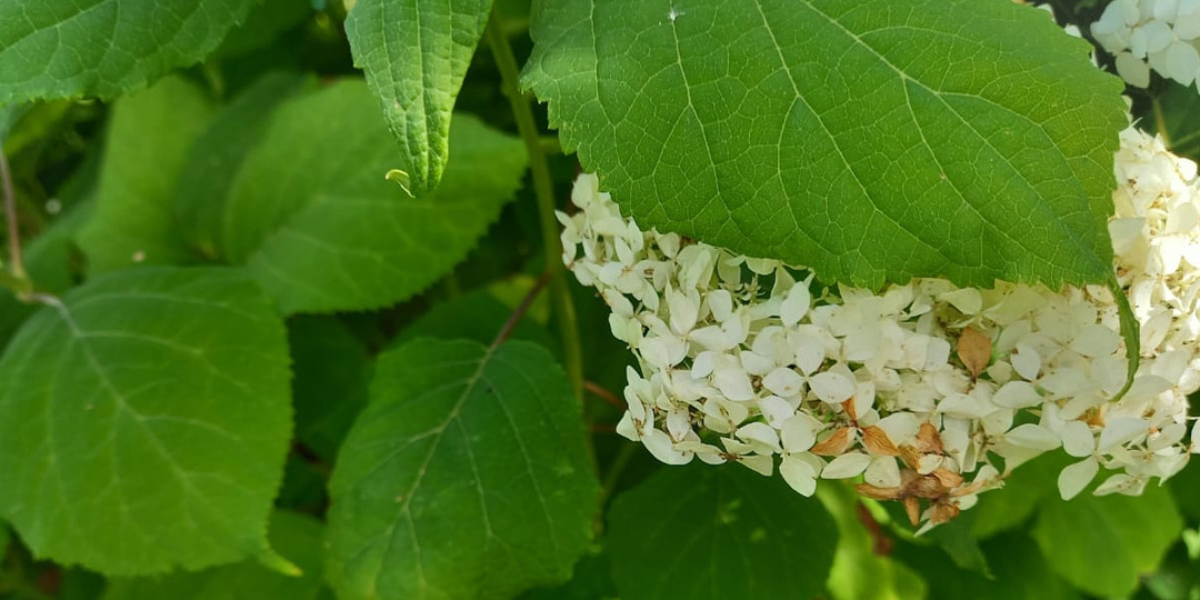 Проверяю кислую почву за 5 минут лакмусовой бумажкой. Гортензии улучшают цветение через 3 недели после коррекции