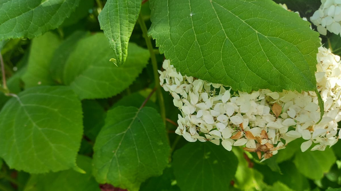 Мои гортензии до проверки кислотности почвы - три года мучений и разочарований