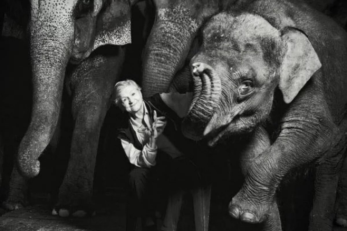    Прощание со знаменитой дрессировщицей Ниной Корниловой состоится 10 июля