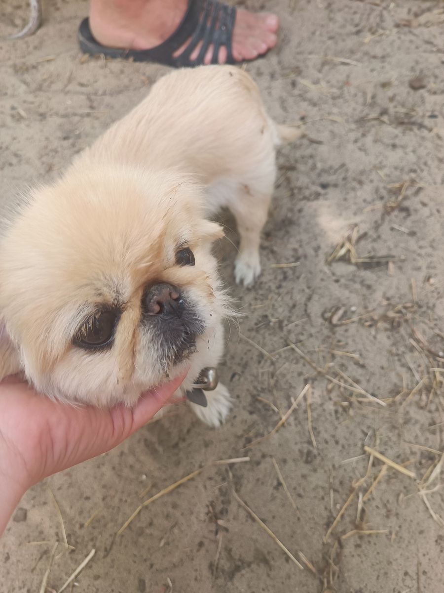 Вот, эту собаку Баскервилей закопали в песок добрые малыши, оставив один нос. А она терпит и молчит🙈