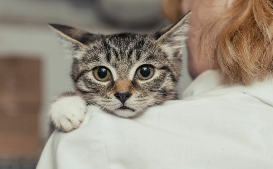 Стресс у кошки