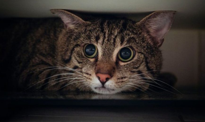 Стресс у кошки