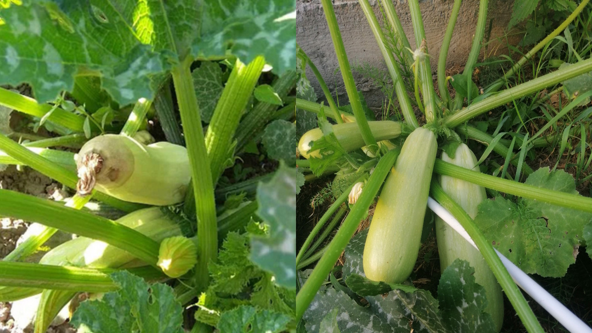 Июльский контраст: мои кабачки против соседских