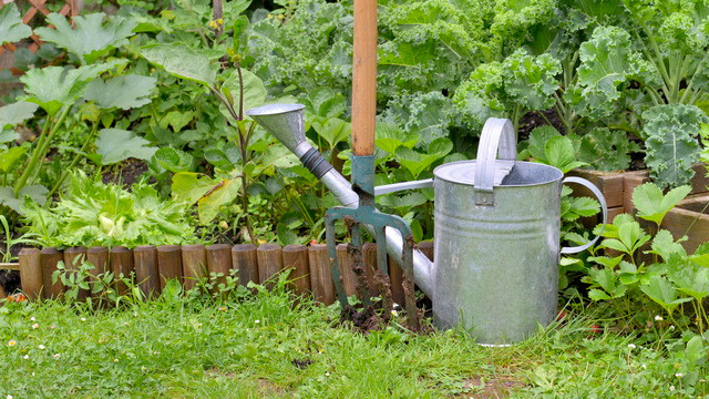 Наблюдал за соседкой - поливала трижды в день холодной водой "для спасения от засухи".